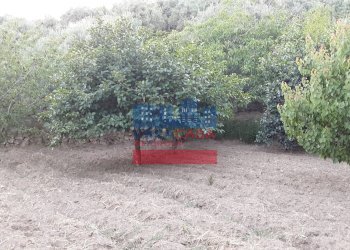 Foto 6 - Terreno agricolo muscianò, Graniti - foto 6