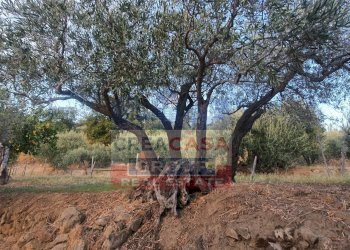 Foto 4 - Terreno agricolo Graniti - foto 4