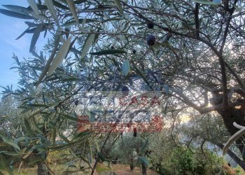 Foto 6 - Terreno agricolo Graniti - foto 6