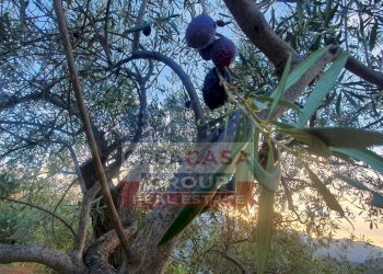 Foto 7 - Terreno agricolo Graniti - foto 7