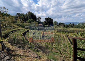 Foto 5 - Terreno agricolo Strada regionale MARENEVE, Linguaglossa - foto 5