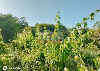 Foto 7 - Terreno agricolo via chiovazzi, Piedimonte Etneo - foto 7