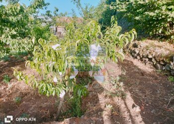 Foto 8 - Terreno agricolo via chiovazzi, Piedimonte Etneo - foto 8