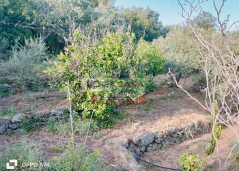 Foto 12 - Terreno agricolo via chiovazzi, Piedimonte Etneo - foto 12