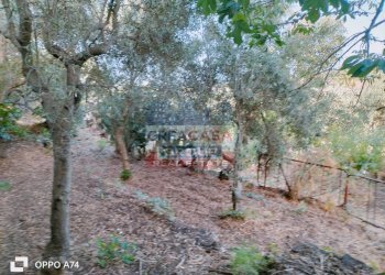 Foto 13 - Terreno agricolo via chiovazzi, Piedimonte Etneo - foto 13