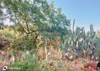 Foto 15 - Terreno agricolo via chiovazzi, Piedimonte Etneo - foto 15