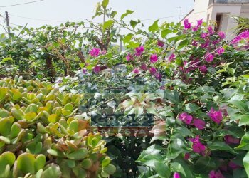 Foto 54 - Villa c/da Cupparo, Graniti - foto 54