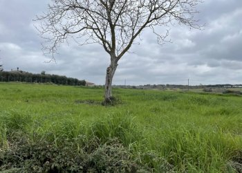 Foto 2 - Building land Via Giuseppe Pomba
SNC, Roma - photo 2