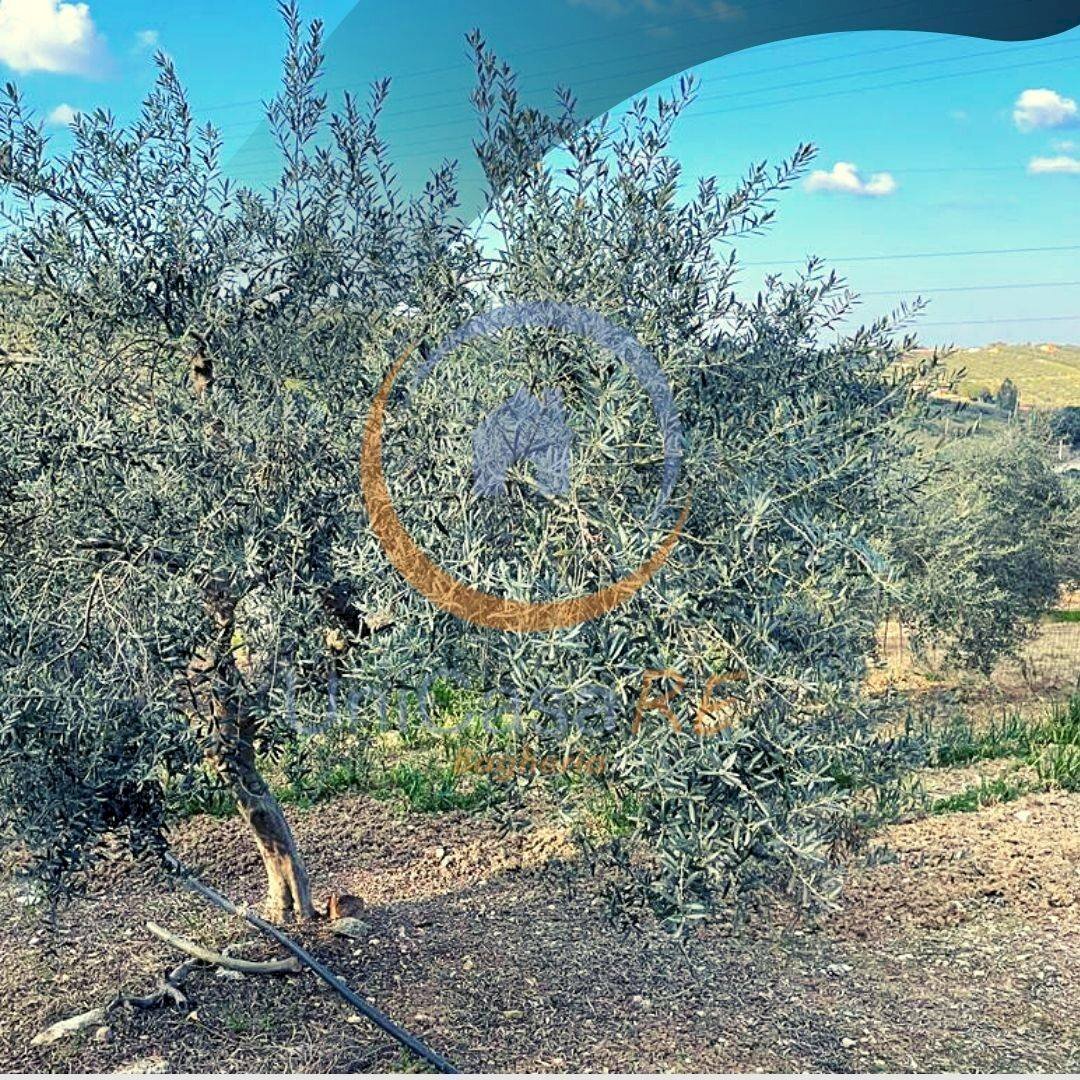 Foto 2 - Agricultural land Contrada Accia
snc, Santa Flavia - photo 2