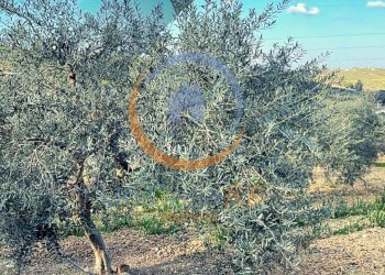 Foto 2 - Agricultural land Contrada Accia
snc, Santa Flavia - photo 2