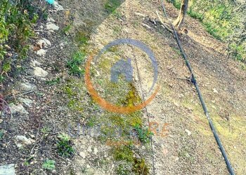 Foto 3 - Agricultural land Contrada Accia
snc, Santa Flavia - photo 3