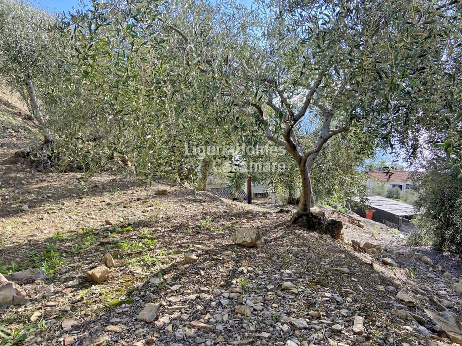 Foto 3 - Building land Regione Ronchi, Cipressa - photo 3