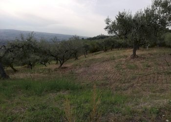 Foto 6 - Terreno agricolo Cupello - foto 6