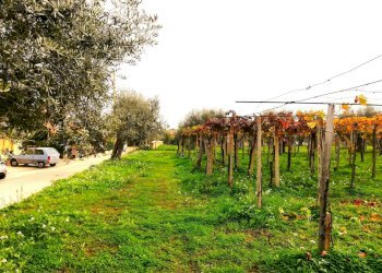 Foto 3 - Terreno edificabile dei Bontempi, Vasto - foto 3