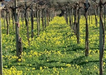 Foto 4 - Terreno edificabile dei Bontempi, Vasto - foto 4