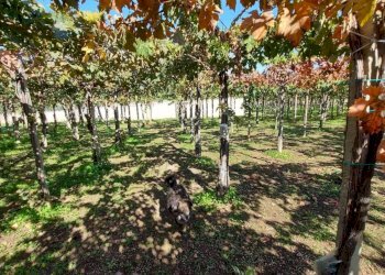 Foto 7 - Terreno edificabile dei Bontempi, Vasto - foto 6