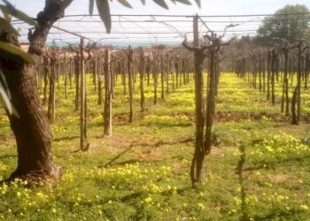 Foto 8 - Terreno edificabile dei Bontempi, Vasto - foto 7