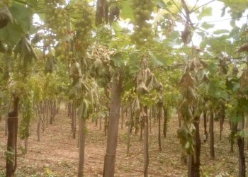 Foto 9 - Terreno edificabile dei Bontempi, Vasto - foto 8