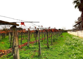 Foto 12 - Terreno edificabile dei Bontempi, Vasto - foto 11