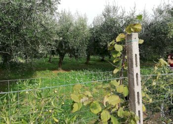 Foto 13 - Terreno edificabile dei Bontempi, Vasto - foto 12