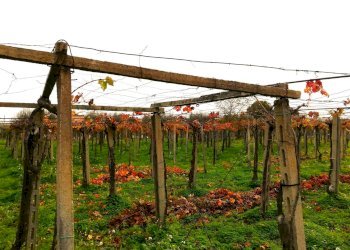 Foto 15 - Terreno edificabile dei Bontempi, Vasto - foto 14