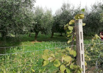 Foto 17 - Terreno edificabile dei Bontempi, Vasto - foto 16