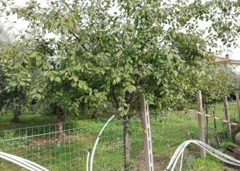 Foto 18 - Terreno edificabile dei Bontempi, Vasto - foto 17