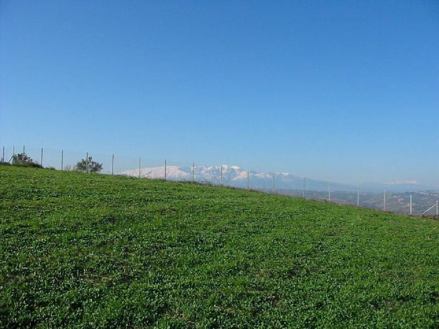 Foto 3 - Terreno agricolo Provinciale 212 ex Strada Statale 86, Cupello - foto 3