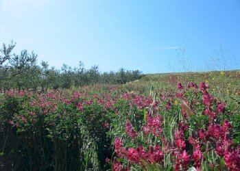 Foto 4 - Terreno agricolo Provinciale 212 ex Strada Statale 86, Cupello - foto 4