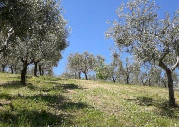 Foto 13 - Terreno agricolo Provinciale 212 ex Strada Statale 86, Cupello - foto 13