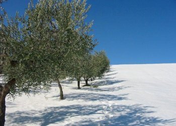 vista - Terreno agricolo Provinciale 212 ex Strada Statale 86, Cupello - foto 16
