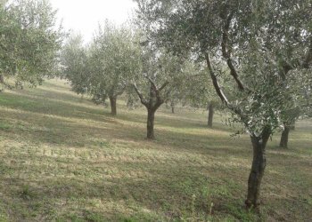 Foto 17 - Terreno agricolo Provinciale 212 ex Strada Statale 86, Cupello - foto 17