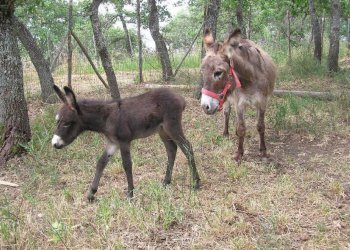 Foto 9 - Locale Commerciale Ctr. Ributtini, Cupello - foto 9