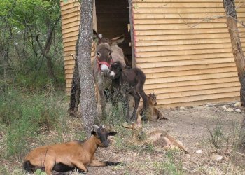 Foto 10 - Locale Commerciale Ctr. Ributtini, Cupello - foto 10