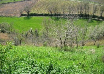 giardino - Rustico contrada Tratturo, Monteodorisio - foto 7