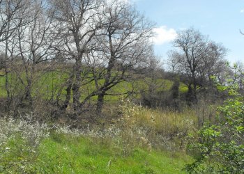 Foto 19 - Rustico contrada Tratturo, Monteodorisio - foto 19