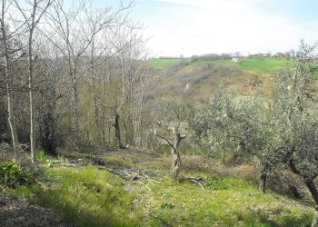 Foto 21 - Rustico contrada Tratturo, Monteodorisio - foto 21