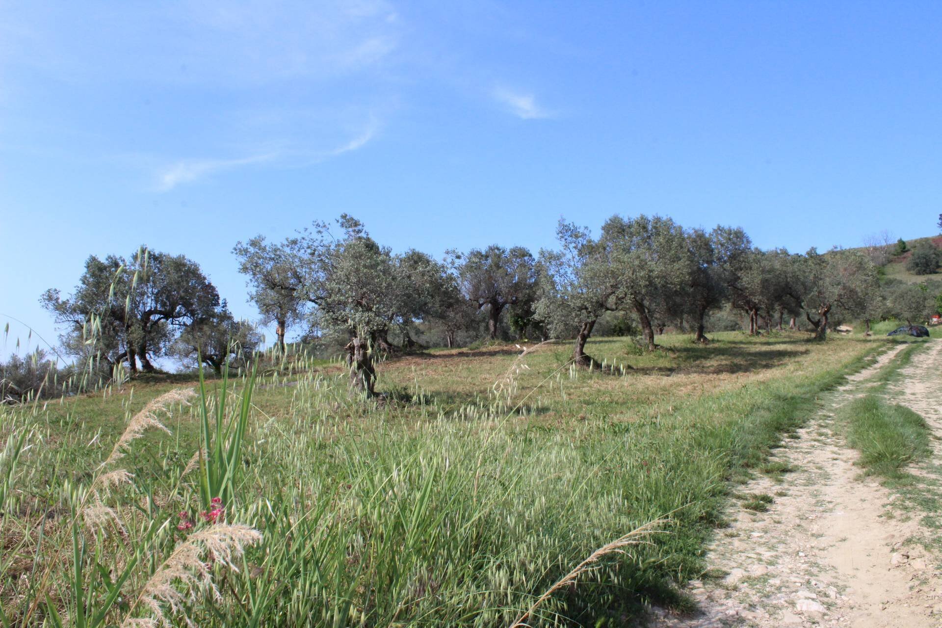Foto 3 - Terreno agricolo Sotto Castello
snc, Monteodorisio - foto 3