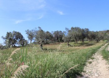 Foto 3 - Terreno agricolo Sotto Castello
 
snc, Monteodorisio - foto 3