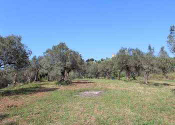 Foto 4 - Terreno agricolo Sotto Castello
 
snc, Monteodorisio - foto 4