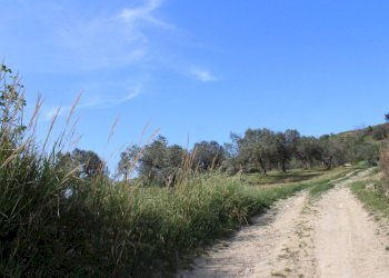 Foto 5 - Terreno agricolo Sotto Castello
 
snc, Monteodorisio - foto 5