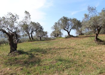 Foto 6 - Terreno agricolo Sotto Castello
 
snc, Monteodorisio - foto 6