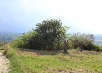 Foto 7 - Terreno agricolo Sotto Castello
 
snc, Monteodorisio - foto 7