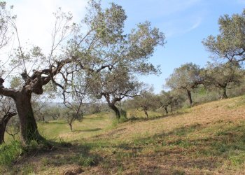 Foto 8 - Terreno agricolo Sotto Castello
 
snc, Monteodorisio - foto 8