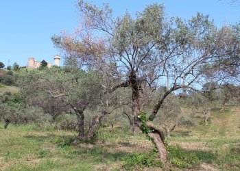 Foto 9 - Terreno agricolo Sotto Castello
 
snc, Monteodorisio - foto 9