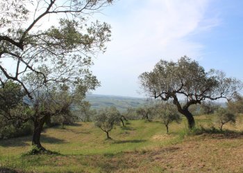 Foto 10 - Terreno agricolo Sotto Castello
 
snc, Monteodorisio - foto 10