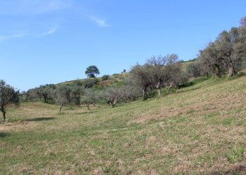 Foto 11 - Terreno agricolo Sotto Castello
 
snc, Monteodorisio - foto 11