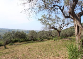 Foto 12 - Terreno agricolo Sotto Castello
 
snc, Monteodorisio - foto 12