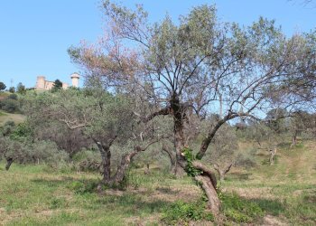 Foto 14 - Terreno agricolo Sotto Castello
 
snc, Monteodorisio - foto 14