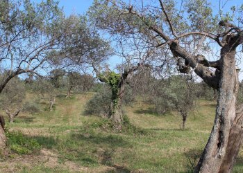 Foto 16 - Terreno agricolo Sotto Castello
 
snc, Monteodorisio - foto 15